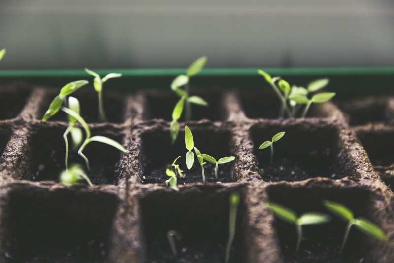 Bunter Start in die Gartensaison